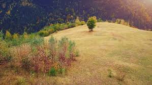 A Pale view of the Hills – Author -Kazuo&nbsp;Ishiguro